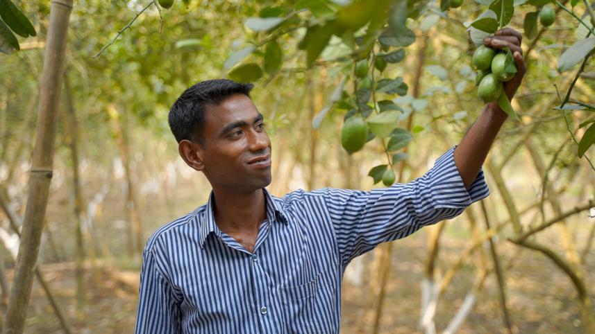 Lemon-cultivation-fortunes.jpg