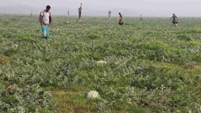Watermelon-growers-worried.jpg