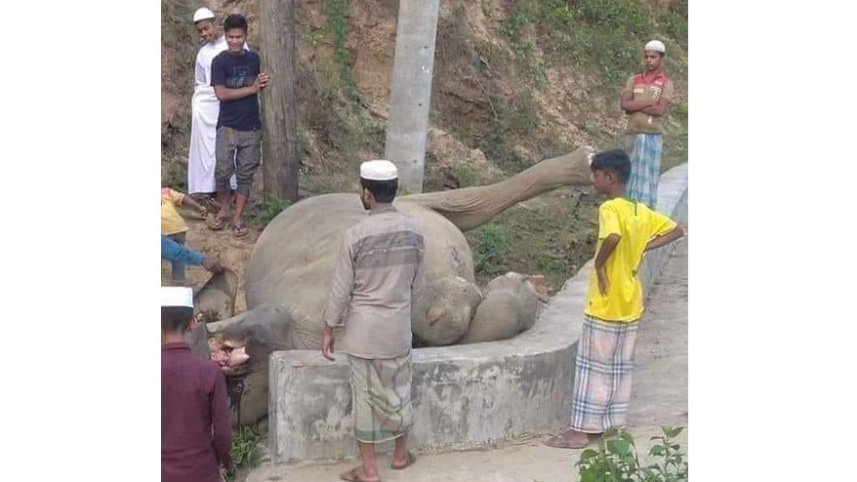 Elephant-Final.jpg