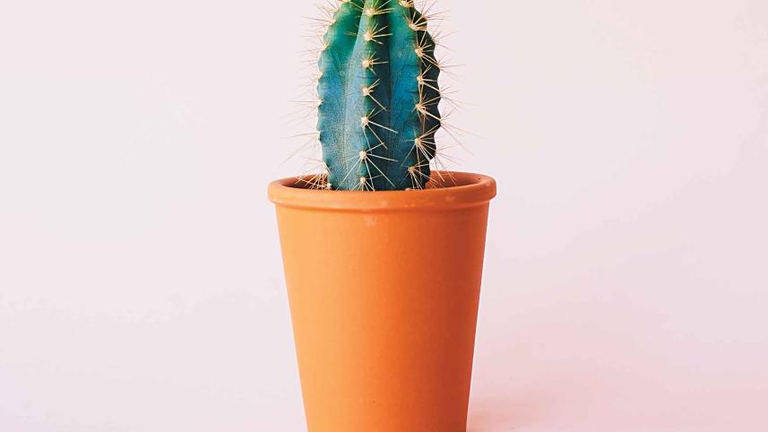 Cactux.jpg