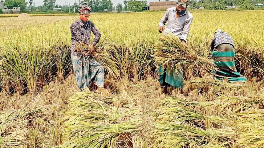 tangail-boro-paddy.jpg
