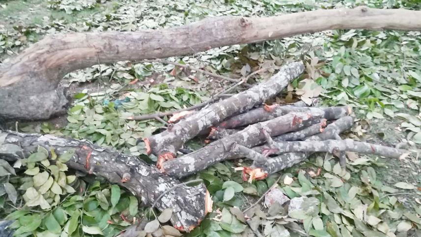 mahogany-tree-looted-Amtali-Upazila.jpg