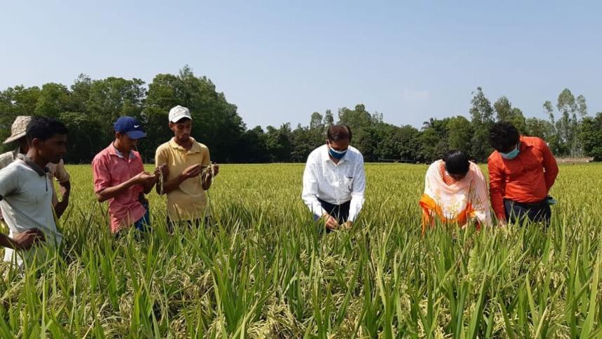 Addl-fallow-land-Boro-cultivation.jpg