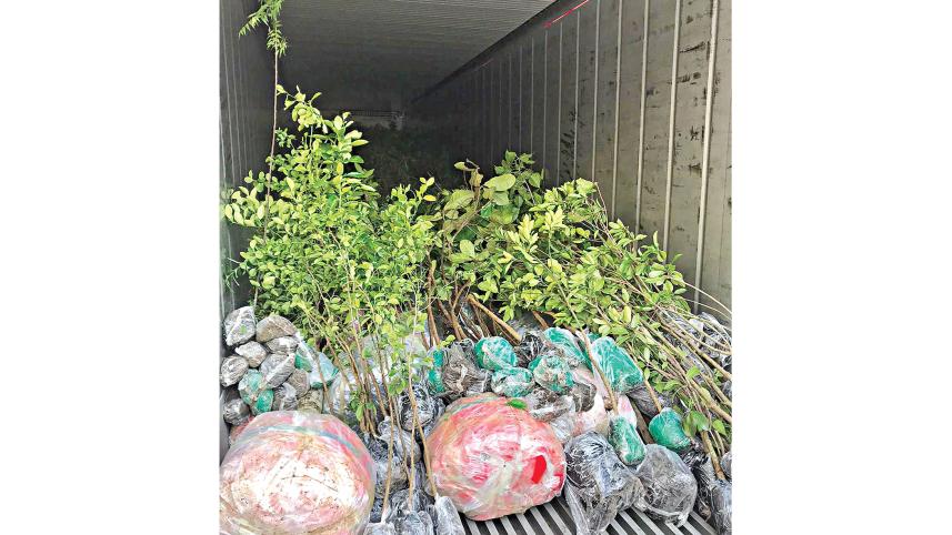 greenhouses.jpg