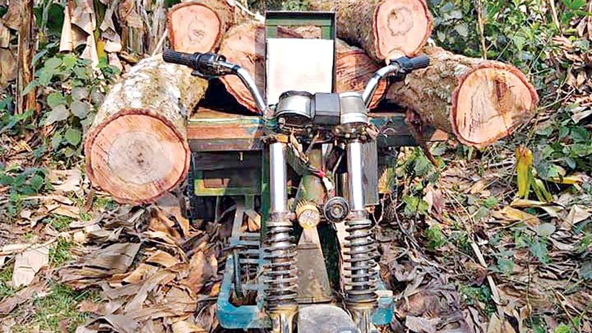 tangail sal forest timber.jpg