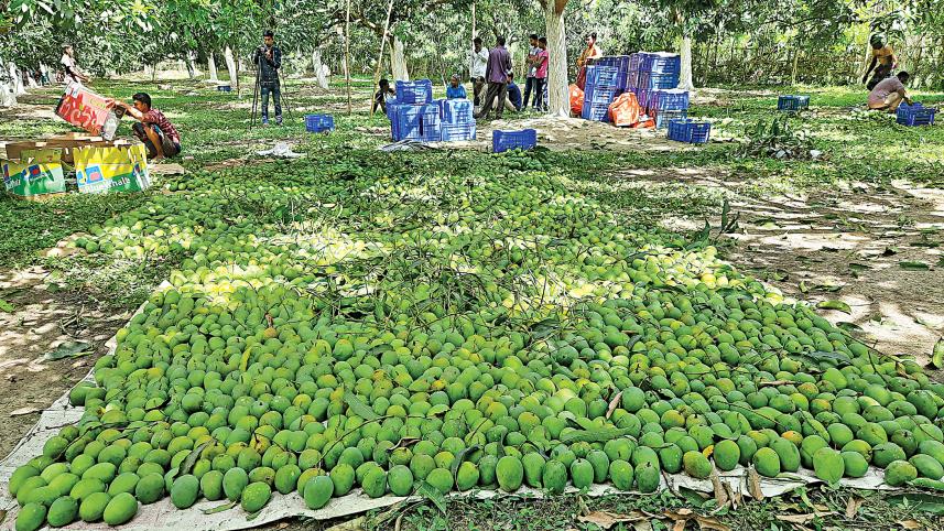 Mango-farmers.jpg