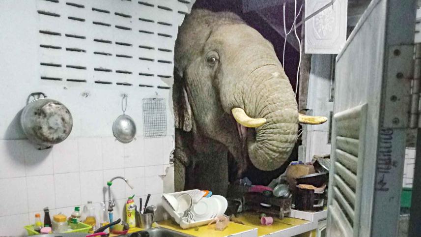 elephant.jpg