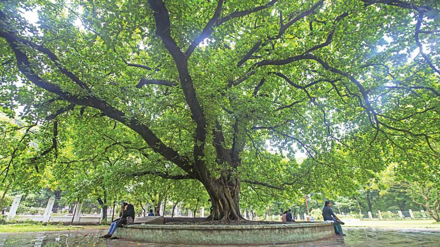 tree.jpg