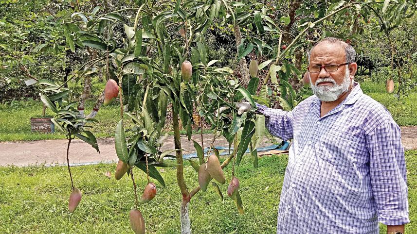 3-new-mango-varieties.jpg