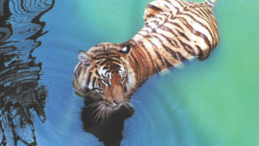 Tiger.jpg