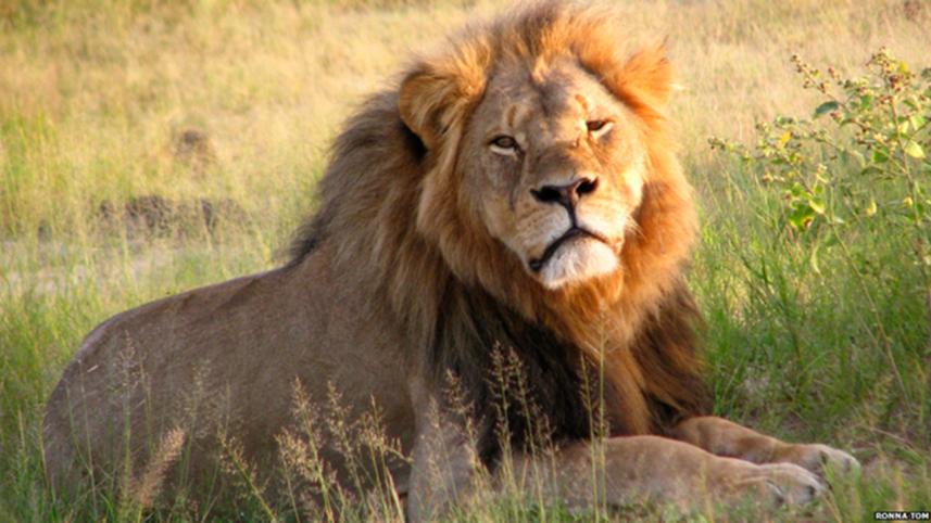 _84628534_lion.jpg