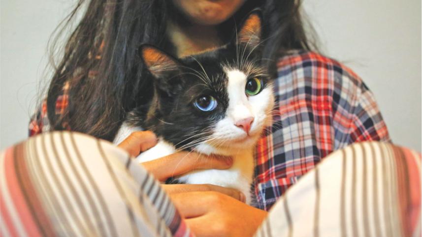 A Cat Love Story