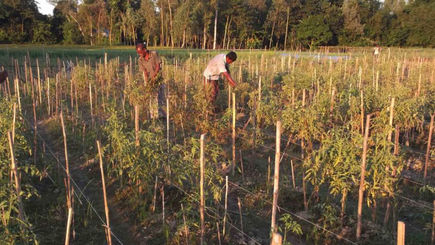 A tomato grower.jpg