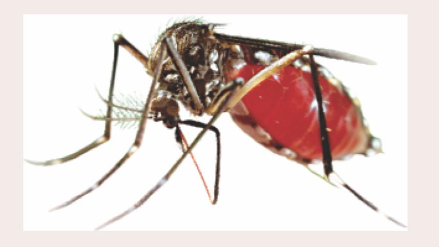 Aedes.jpg