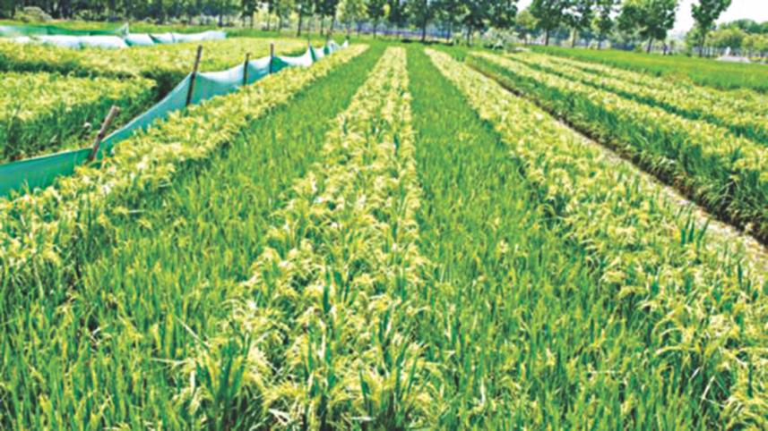 Agriculture