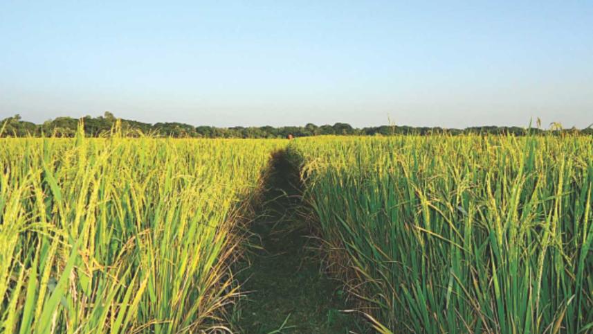Aman yield projected to be less this year