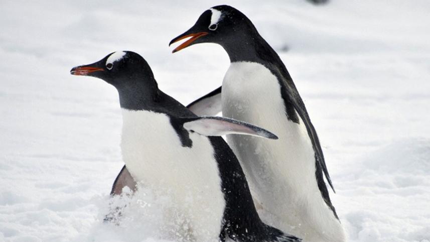 Antarctic penguins