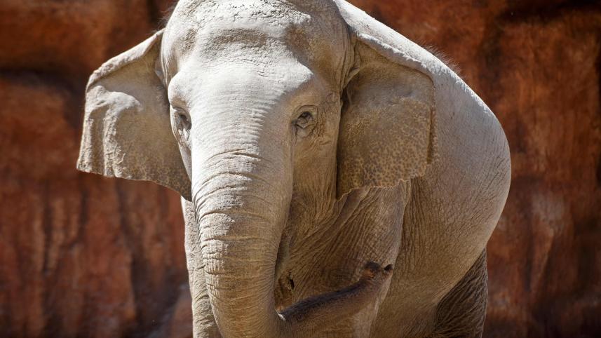 elephant death