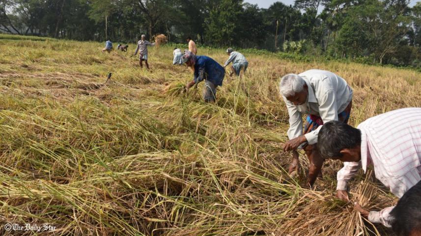 badc_seed_farm_barishal.jpg