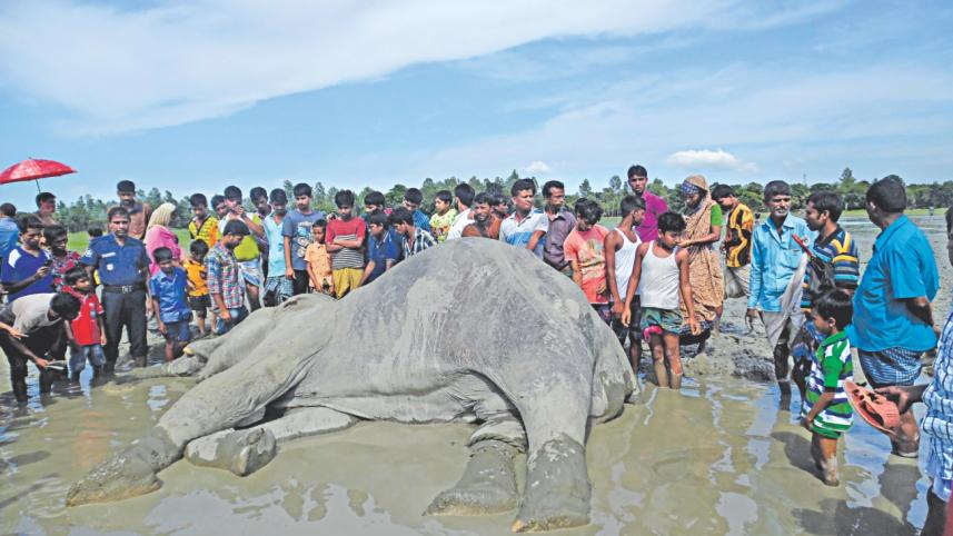 Bangabahadur, indian elephant, Bangabahadur passed away