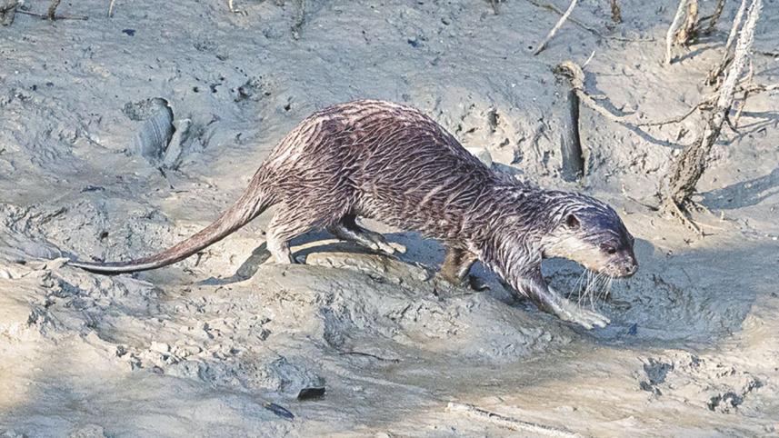 Basic Sundarban.jpg