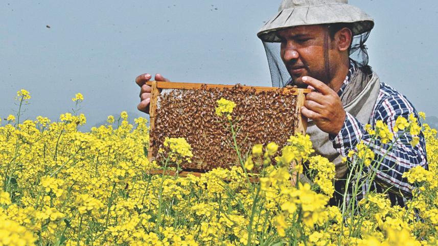 bees earns 1.jpg