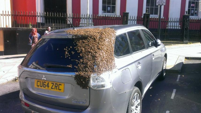 beesWB.jpg