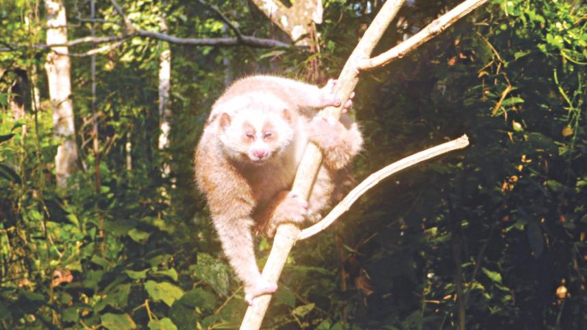bengal loris.jpg