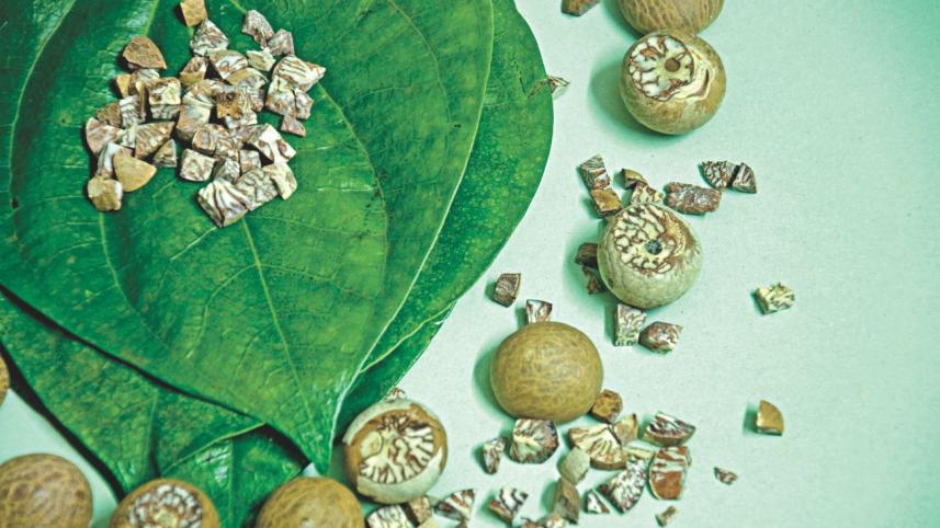 betel leaf