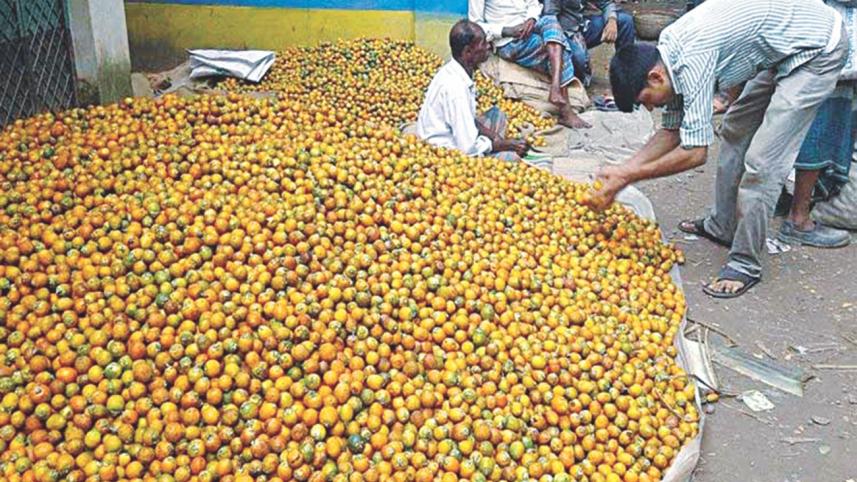 Betel nut cultivation in Narail 