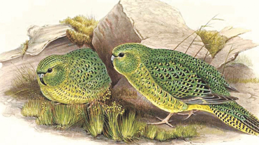 bird.jpg