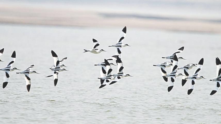birding.jpg