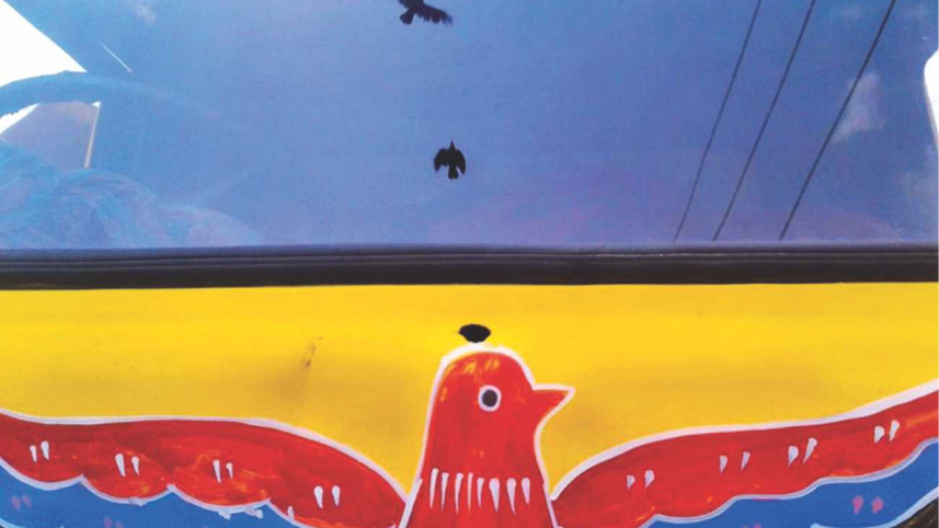 Birds