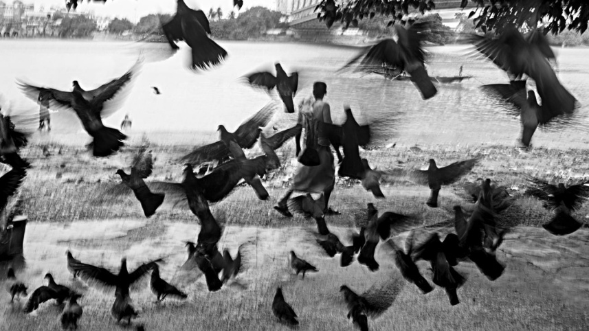 birds