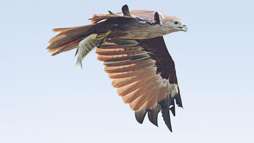 birds flight.jpg