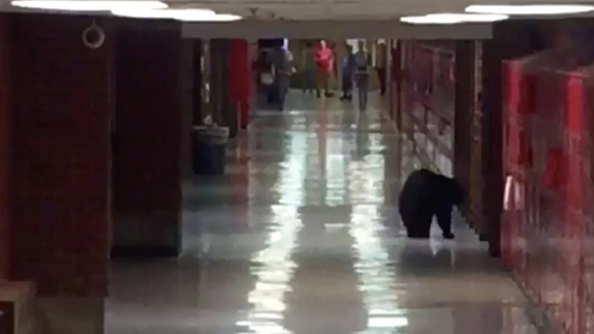 black-bear.jpg-Ns.jpg