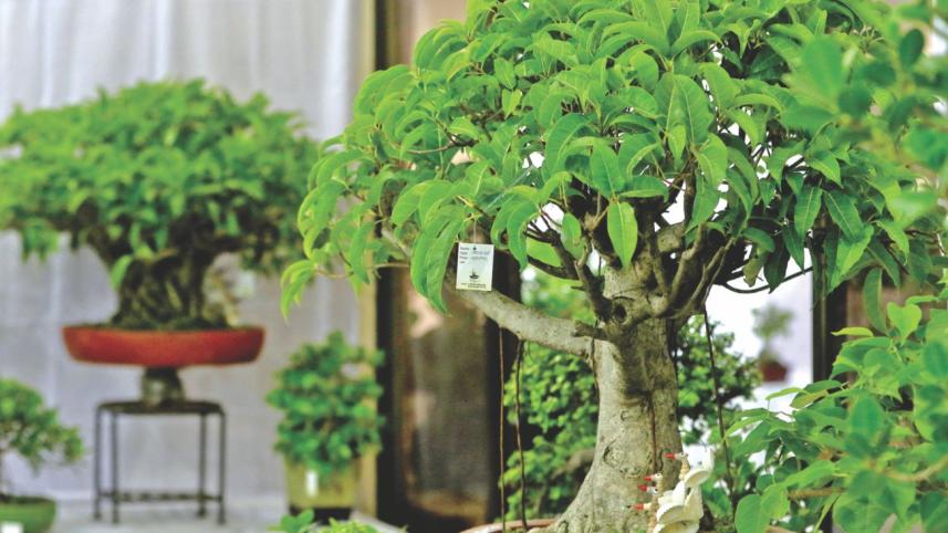Bonsai