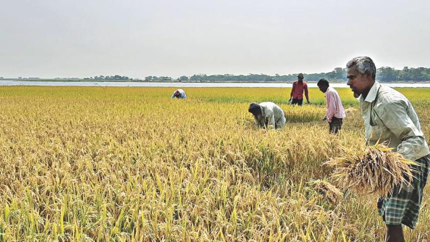 Bangladesh haor boro harvest