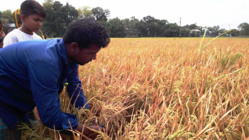 Boro Paddy.jpg