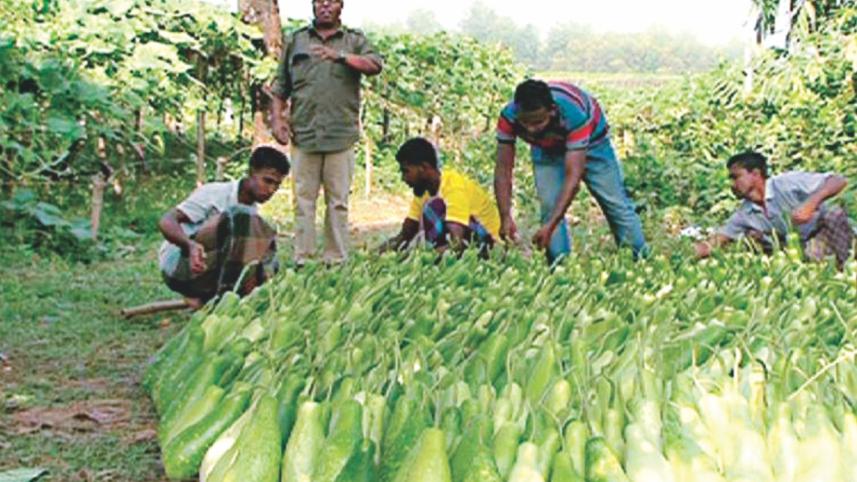 bottle gourd.jpg
