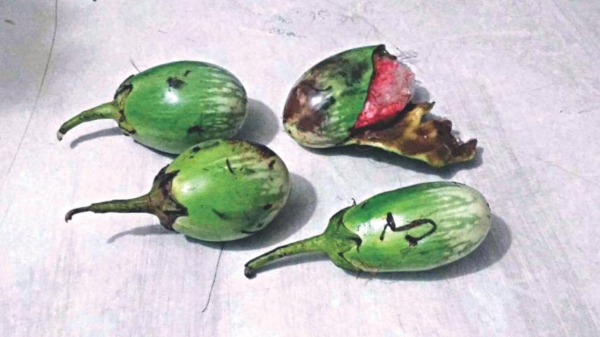 brinjal yaba.jpg