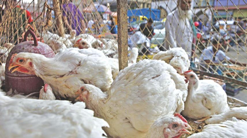 The broiler chicken has seen an increase in price at the farmer level over the past one week while there is also a shortage in market against the demand