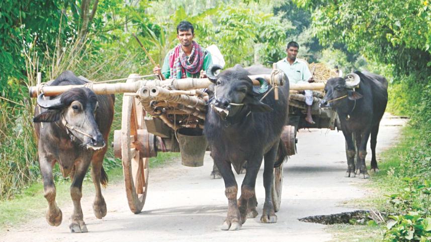 buffalo cart.jpg