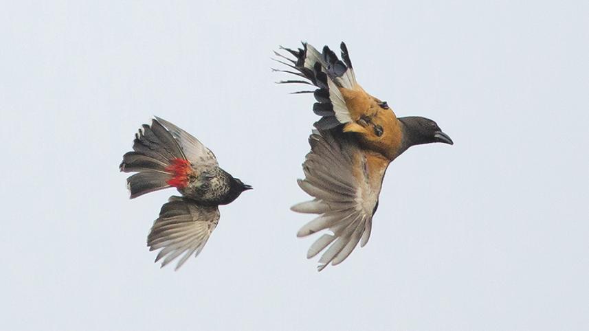 Bulbul.jpg