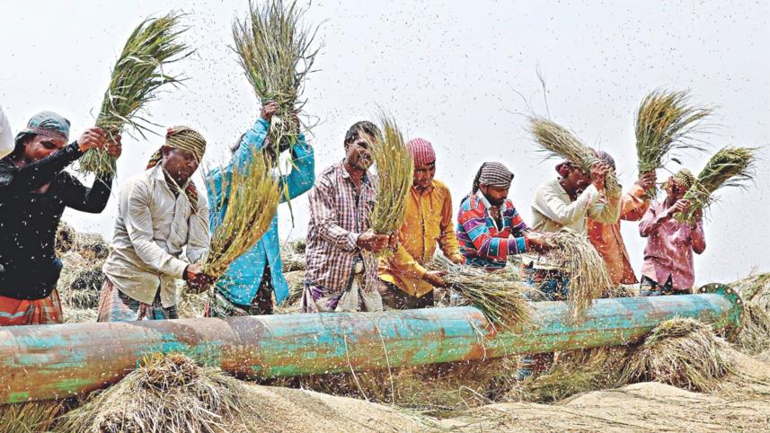 Bumper-Boro-harvest.jpg