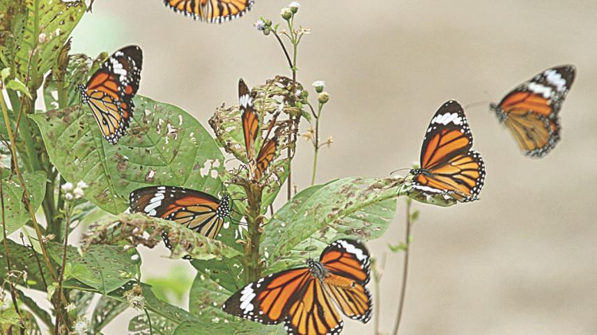 Butterfly1.jpg