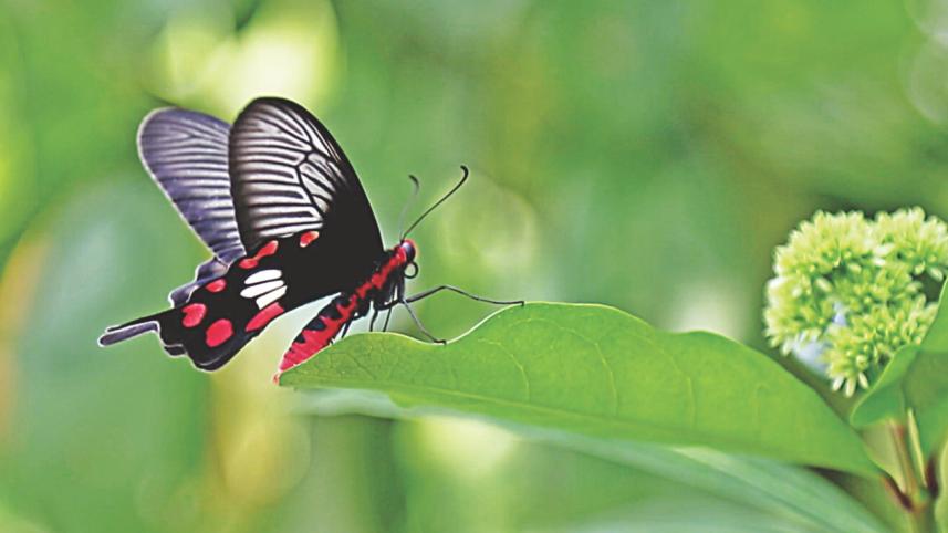 butterfly 1.jpg