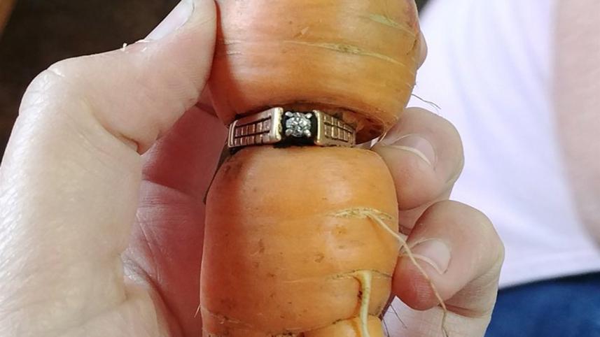 carrot-eweb.jpg