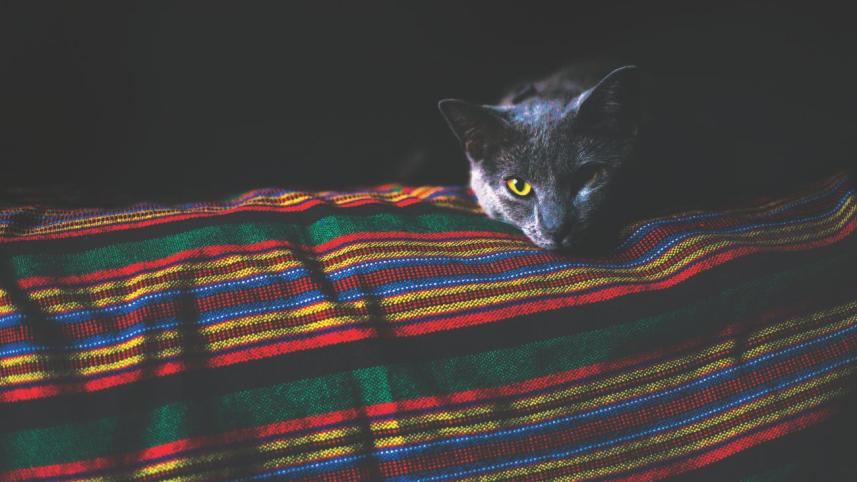 Cat-A-Tonic