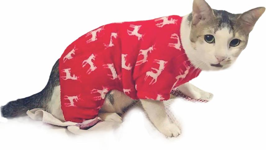 cat.jpg